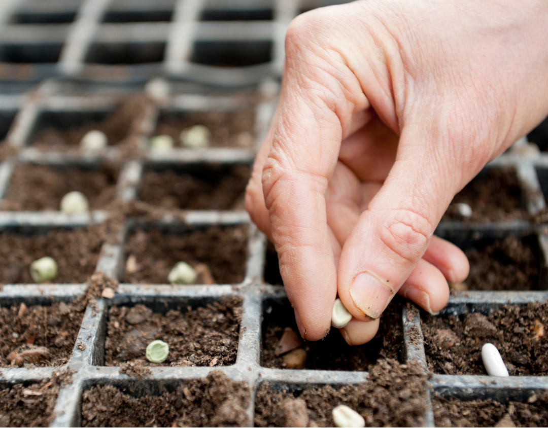 Seed Library